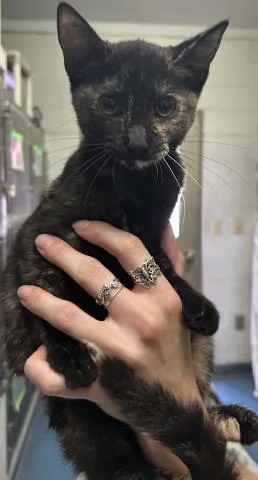 A baby small-sized female Domestic Short Hair cat named Pistachio for adoption in Pensacola, FL