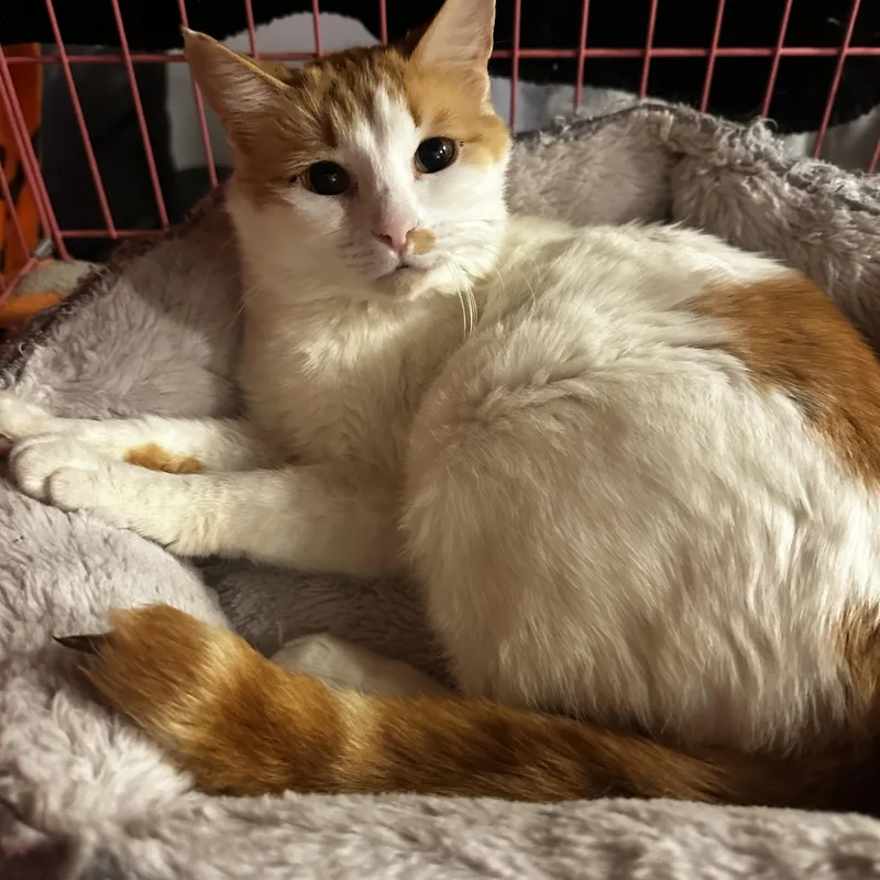 An adult medium-sized female Orange & White Domestic Short Hair cat named Bianca for adoption in Missoula, MT