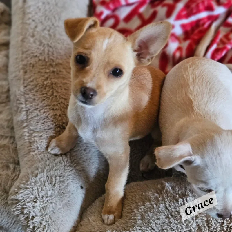 A baby small-sized female Yellow / Tan / Blond / Fawn Chihuahua dog named Grace for adoption in Lafayette, CA