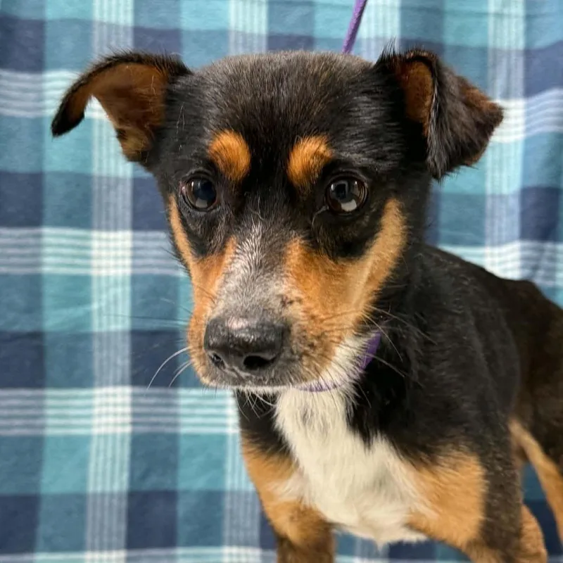 An adult small-sized male Black Mixed Breed dog named Slim Jim for adoption in Fredericksburg, VA