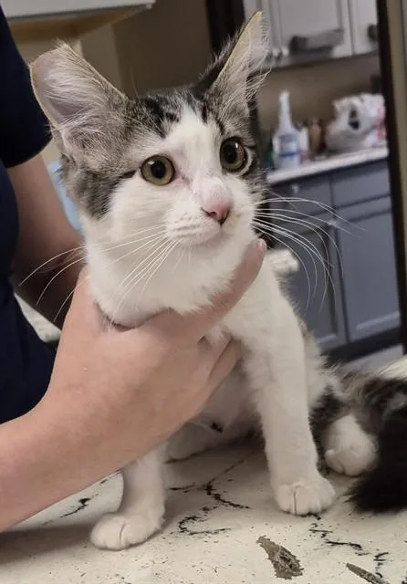 A baby small-sized female Domestic Short Hair cat named Tulip for adoption in Lodi, CA