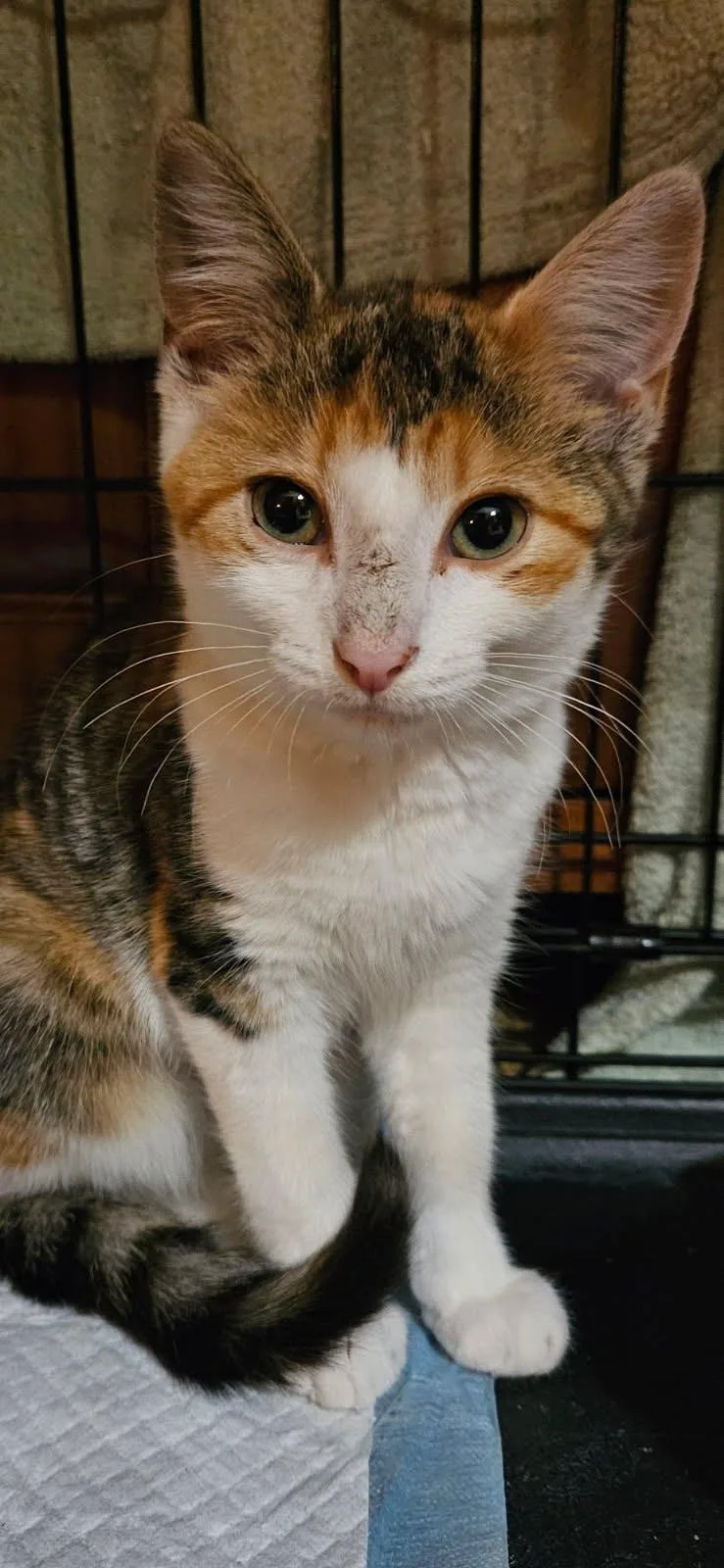 A young medium-sized female Domestic Short Hair cat named Rose Quartz for adoption in Lancaster, PA