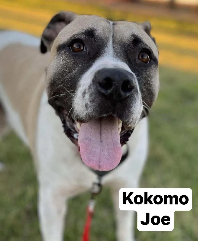 Kokomo Joe