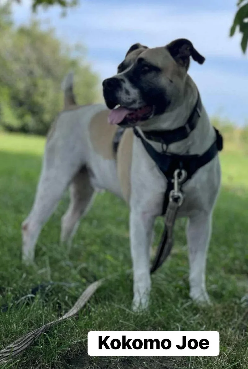 Kokomo Joe thumbnail 4