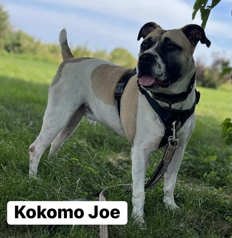 Kokomo Joe thumbnail 5