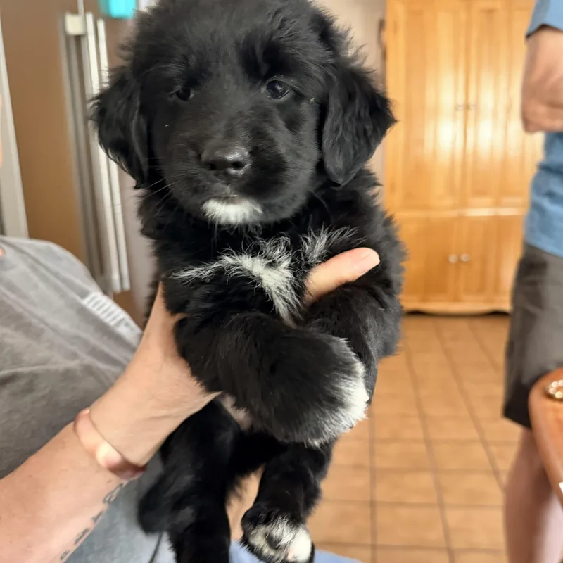 A baby medium-sized female Shih Tzu dog named Bobbi for adoption in Hillsborough, NJ