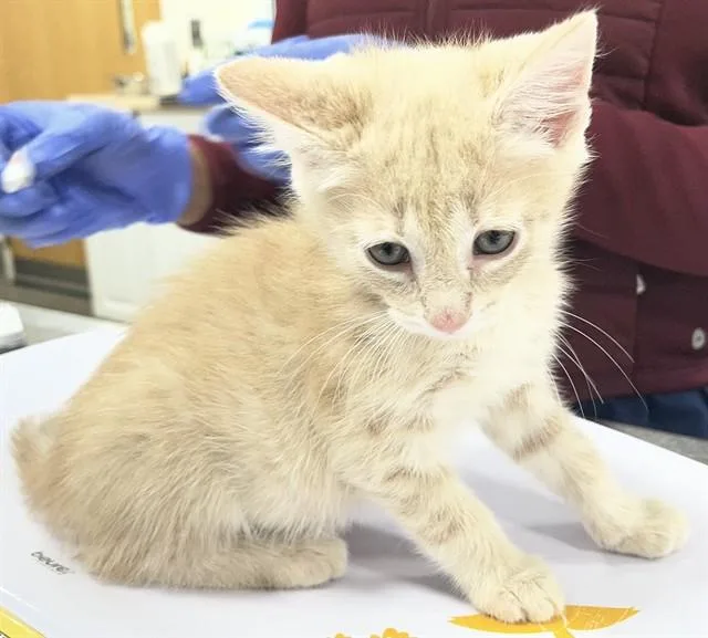 A baby small-sized male Domestic Short Hair cat named Bronzer for adoption in Upper Marlboro, MD