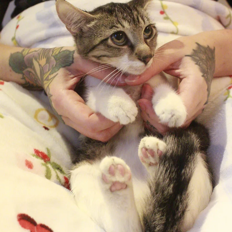 Juniper thumbnail 2