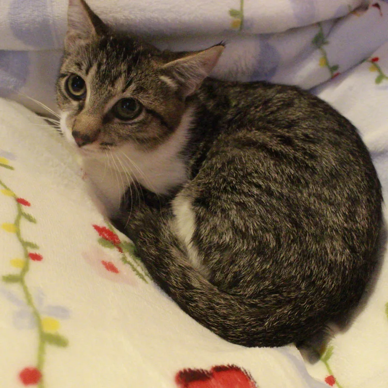 Juniper thumbnail 4