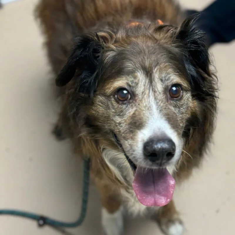 A senior large-sized male Brown / Chocolate Australian Shepherd dog named Merlin for adoption in Perkiomenville, PA