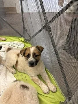 A baby medium-sized male Cattle Dog dog named Levi for adoption in Morton Grove, IL