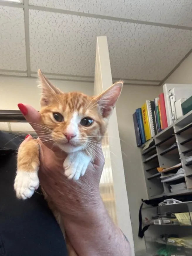 A baby small-sized male Domestic Short Hair cat named Moshi for adoption in Burbank, CA