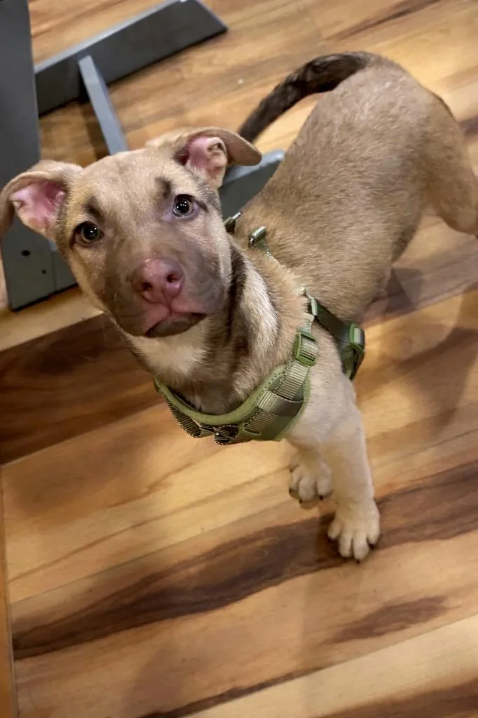 Bobby B Baby  thumbnail 3