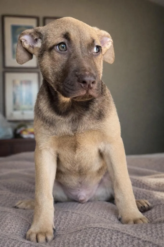 Bobby B Baby  thumbnail 4