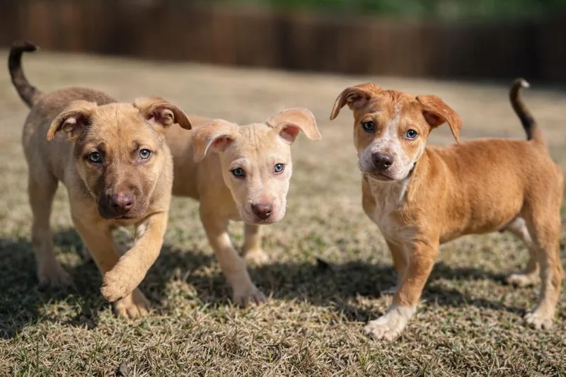 Bobby B Baby  thumbnail 5