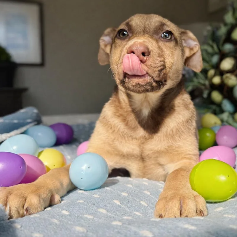 Bobby B Baby  thumbnail 6