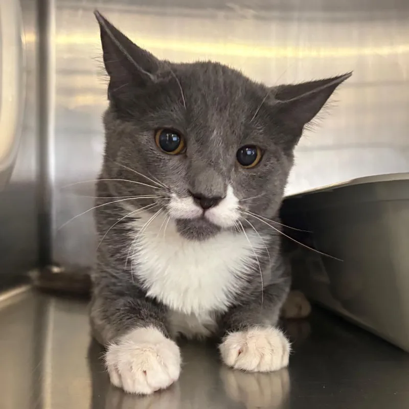 A baby medium-sized female Gray / Blue / Silver Domestic Short Hair cat named Mary Sanderson for adoption in Spokane, WA