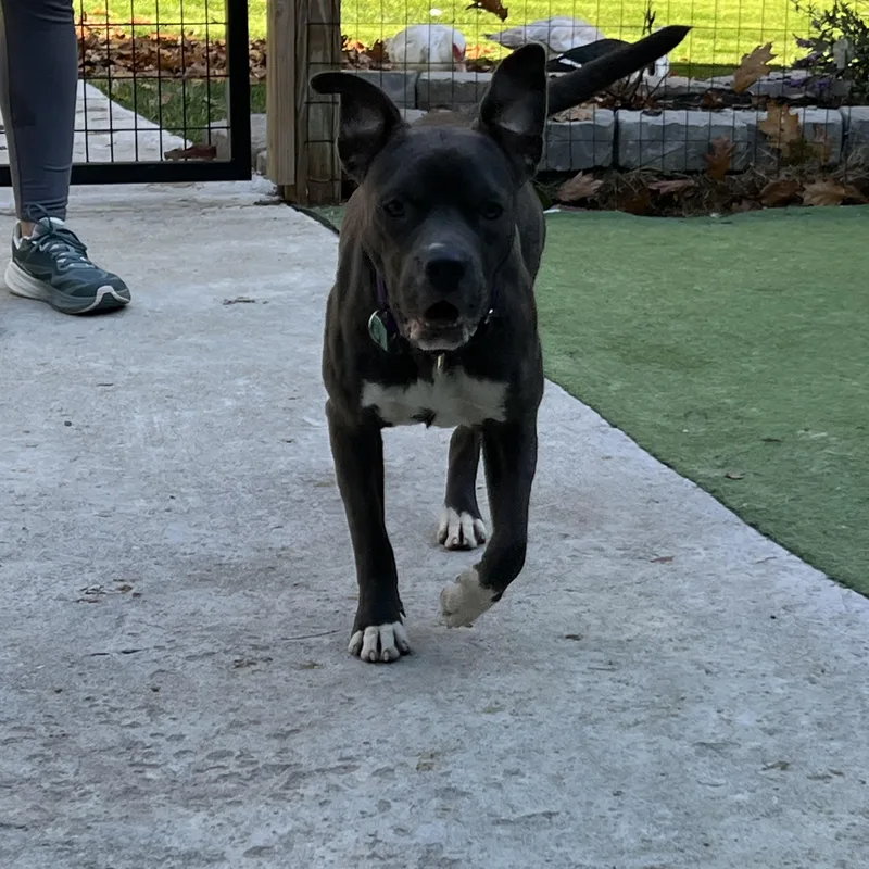A young medium-sized female Mixed Breed dog named Carlie for adoption in Bowdoin, ME