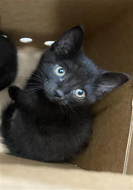A baby medium-sized male Domestic Short Hair cat named Hansel for adoption in Dallas, TX