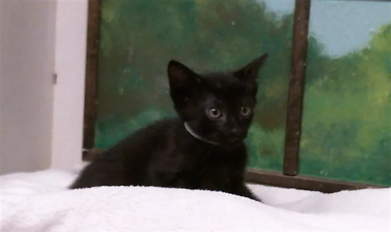 A baby small-sized male Domestic Short Hair cat named Kenzo for adoption in Houston, TX
