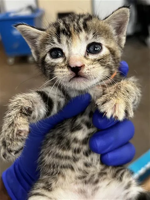 A baby medium-sized female Domestic Medium Hair cat named Lily for adoption in Dallas, TX