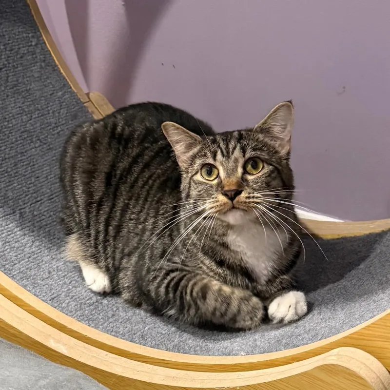 A young medium-sized female Brown / Chocolate Domestic Short Hair cat named Pepper Purrs for adoption in Gibsonia, PA