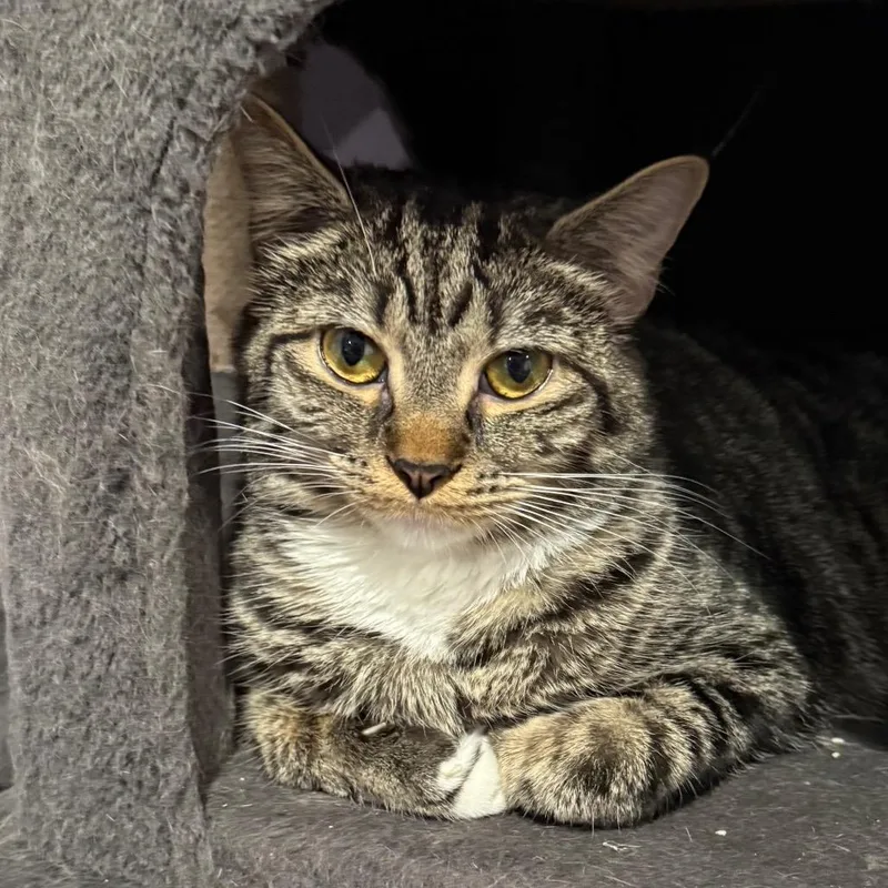 Pepper Purrs thumbnail 2