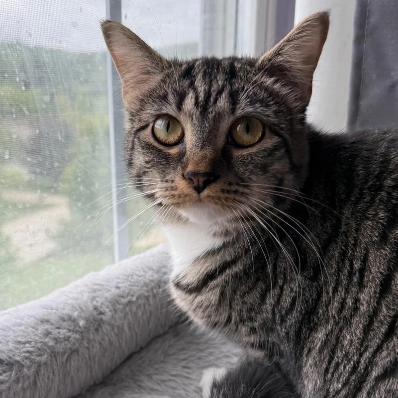 Pepper Purrs thumbnail 3