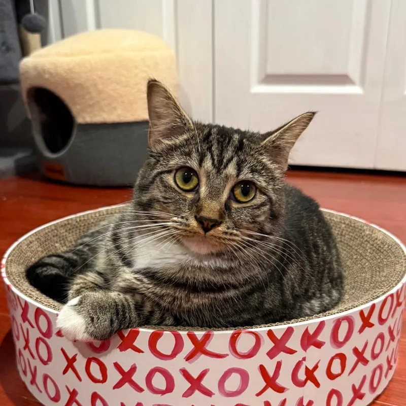 Pepper Purrs thumbnail 4