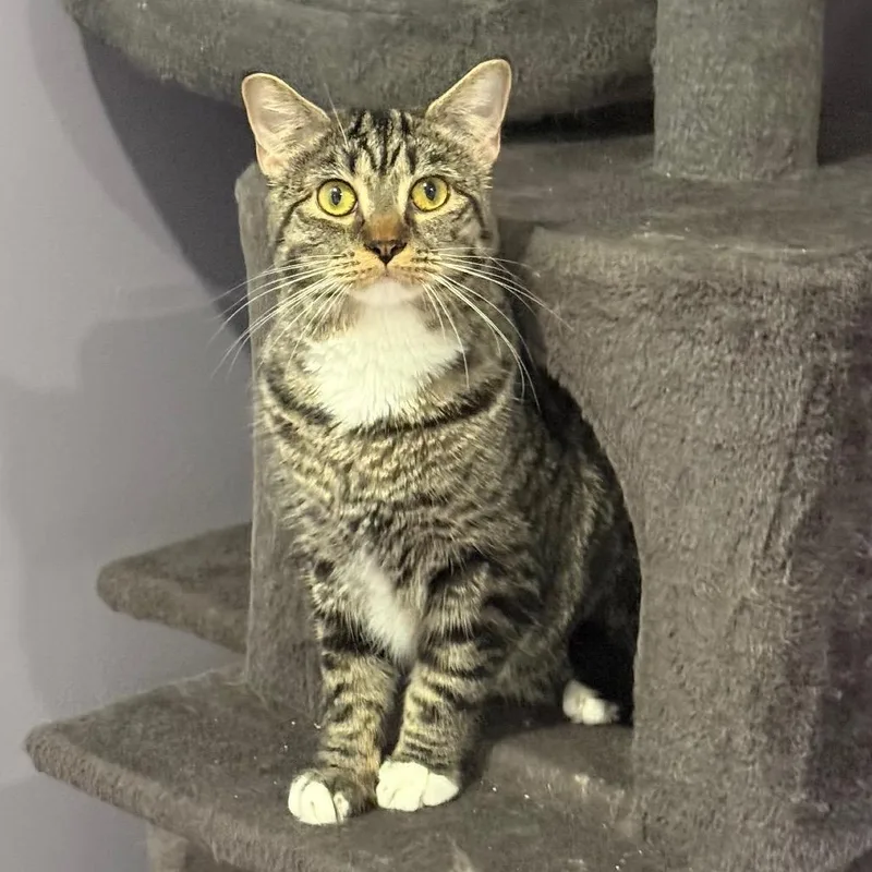 Pepper Purrs thumbnail 5