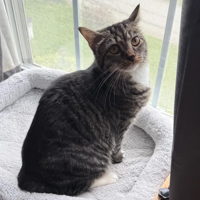 Pepper Purrs thumbnail 6