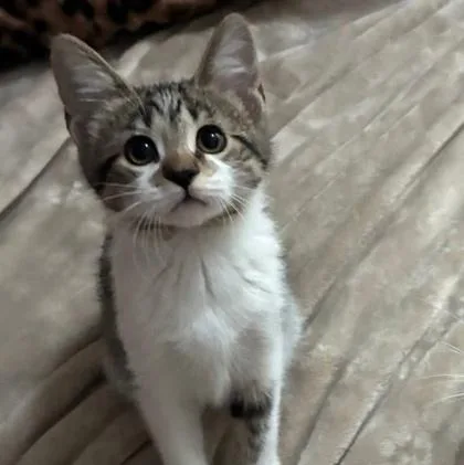 A baby small-sized female Domestic Short Hair cat named Trixie for adoption in Elk Grove Village, IL