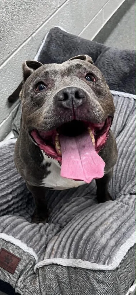 An adult large-sized male Pit Bull Terrier dog named Titan for adoption in East Ridge, TN
