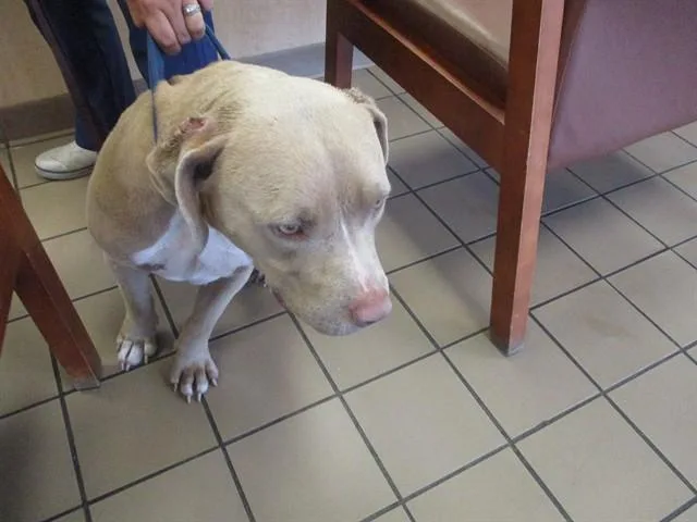 An adult medium-sized female American Staffordshire Terrier dog named A for adoption in Ocala, FL