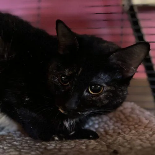 A young medium-sized female Tortoiseshell Domestic Short Hair cat named Hellman's for adoption in Tipp City, OH