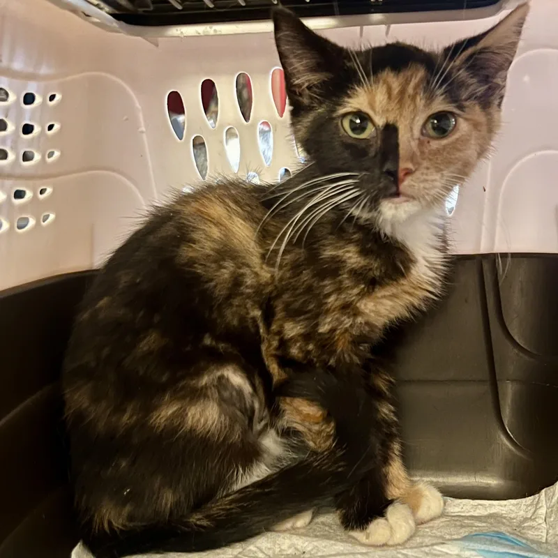 Jackies Cali thumbnail 2