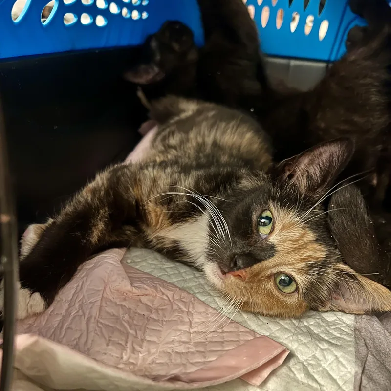 Jackies Cali thumbnail 3