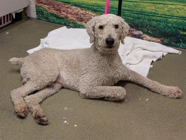 An adult large-sized male Poodle dog named Andre for adoption in Moreno Valley, CA