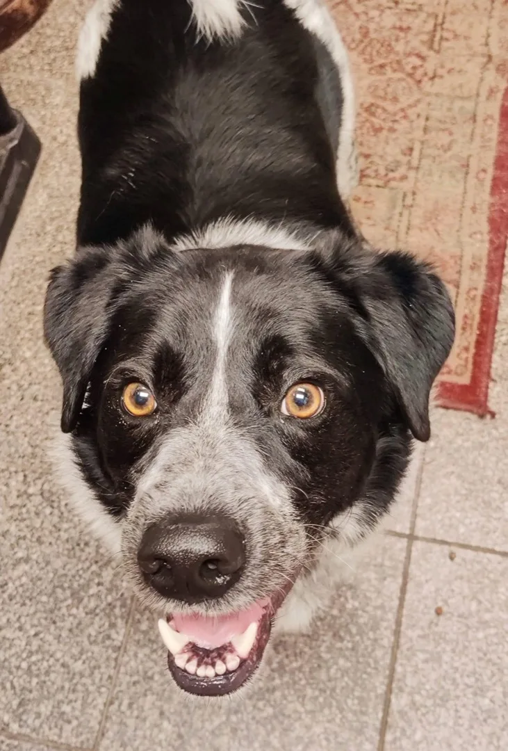 An adult medium-sized male Black Border Collie dog named Ash for adoption in Gainesville, GA