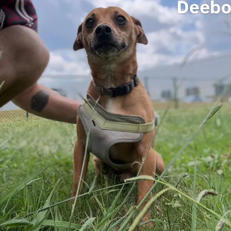 An adult small-sized male Terrier dog named Deebo for adoption in Little Rock, AR