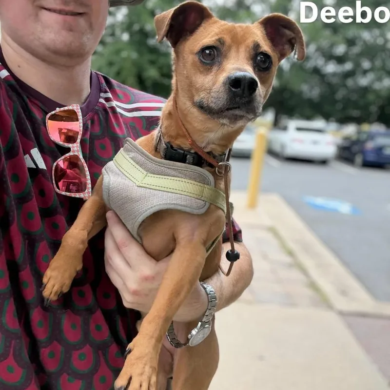 Deebo thumbnail 2