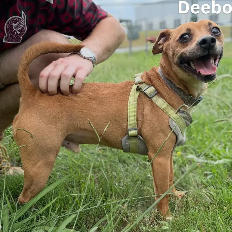 Deebo thumbnail 3