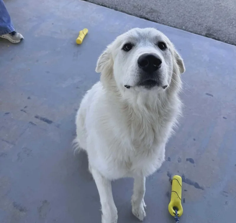 River Sat thumbnail 4