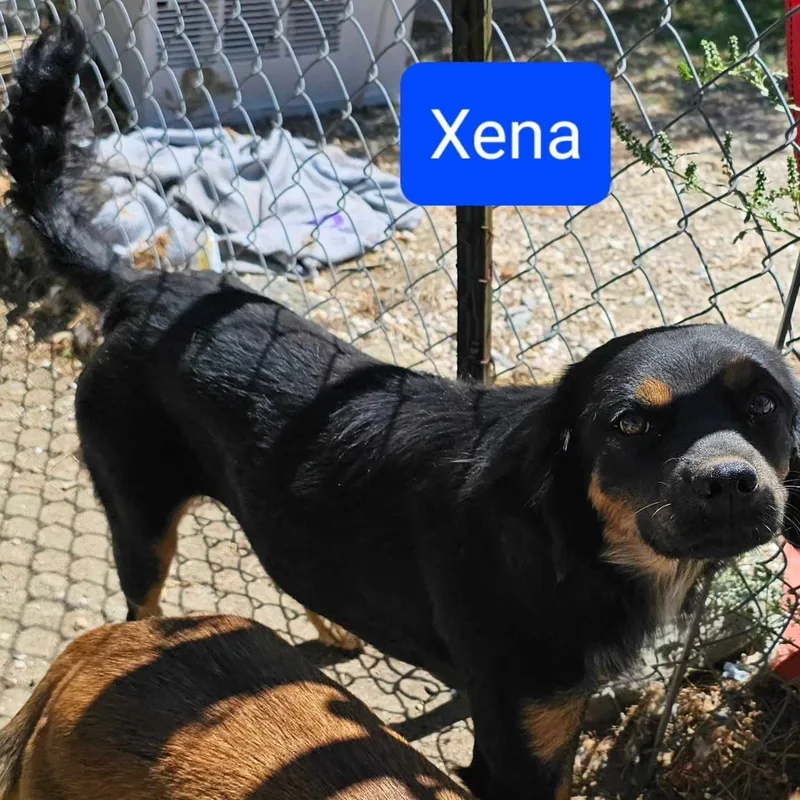 Xena