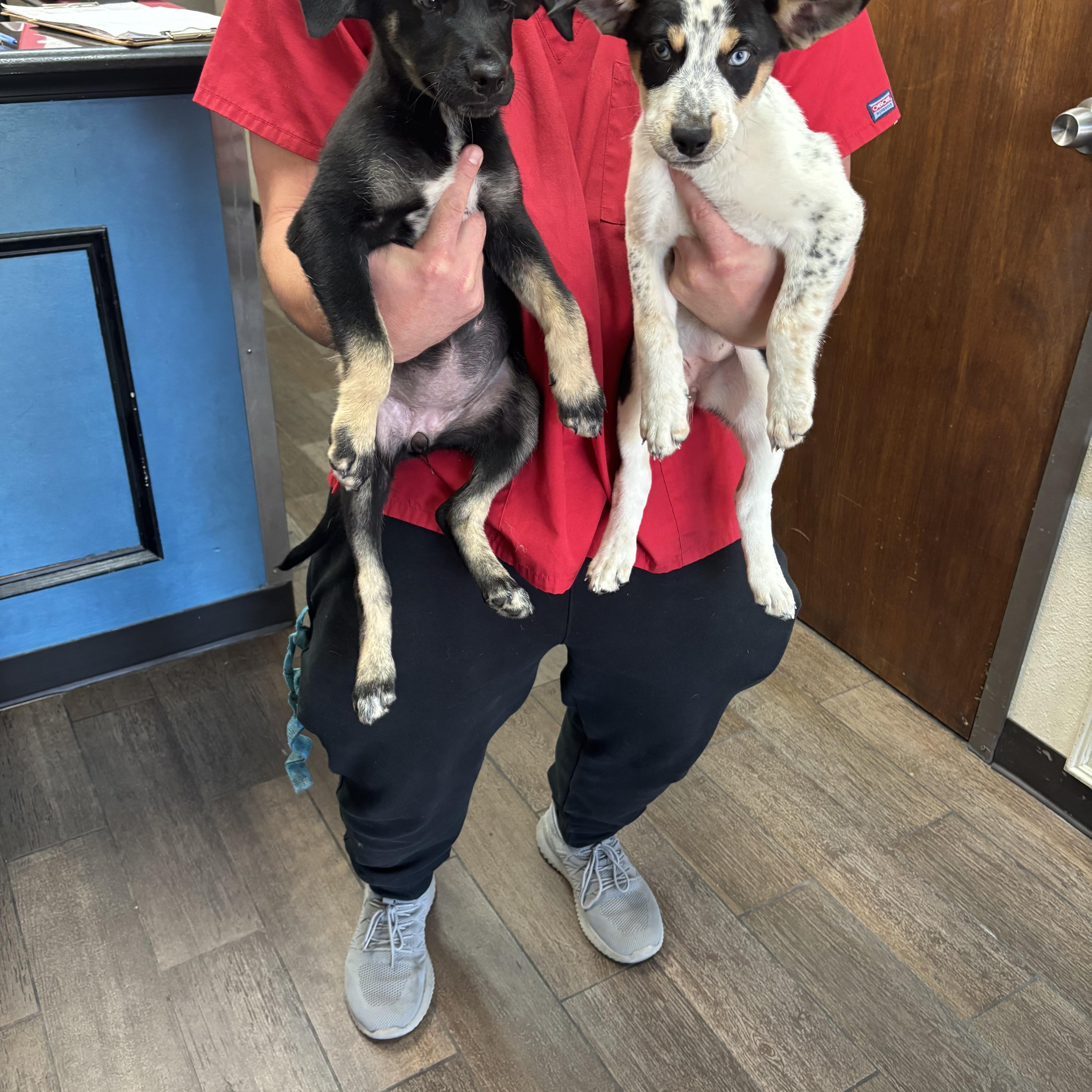 A baby medium-sized male German Longhaired Pointer dog named Mr.Bob for adoption in Fort Worth, TX