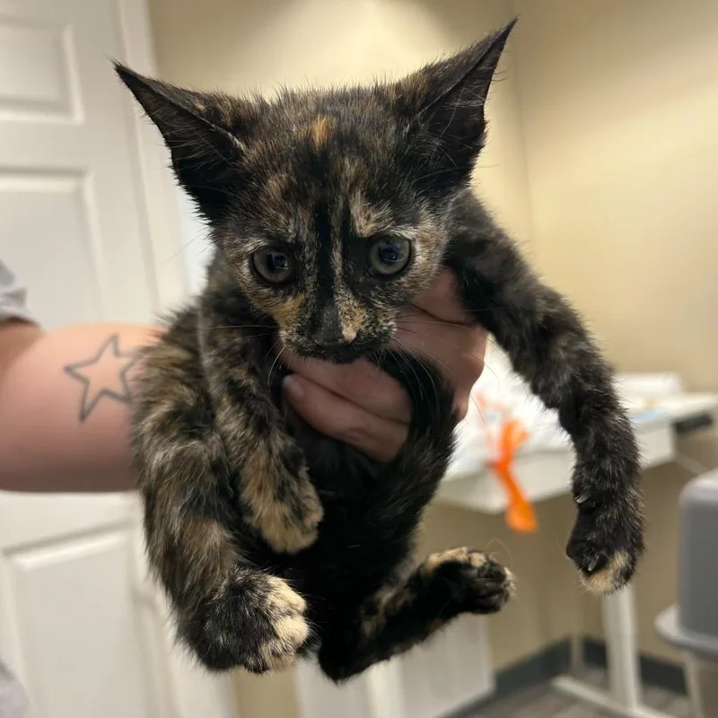 A baby small-sized female Torbie Domestic Short Hair cat named Mitzy for adoption in Lake Panasoffkee, FL