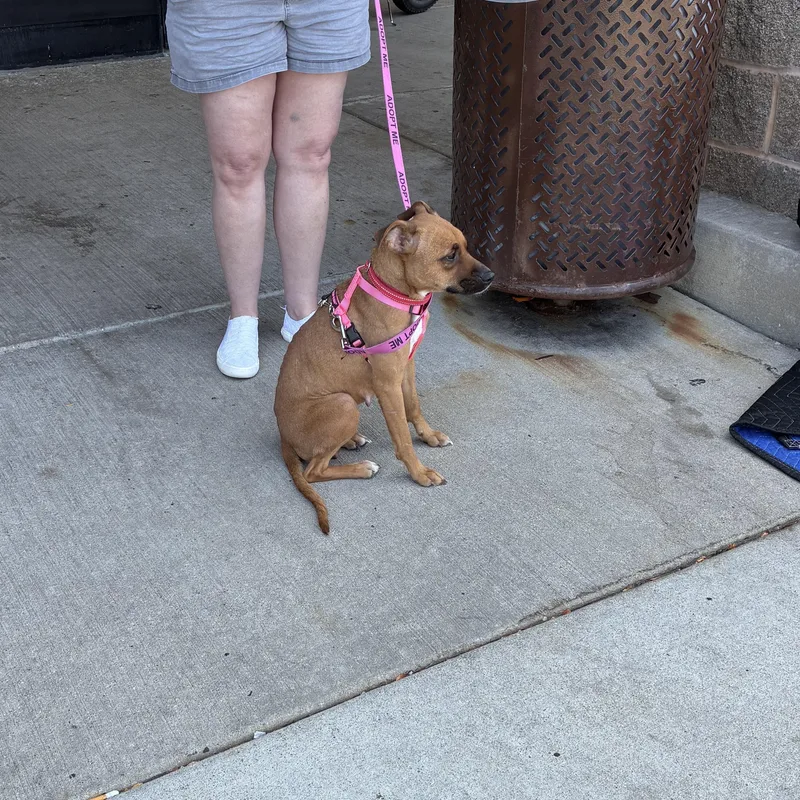An adult small-sized female Brown / Chocolate Boxer dog named Mouse for adoption in Bartlett, IL