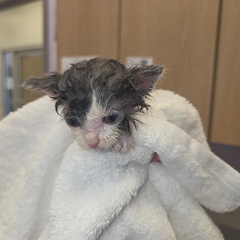 A baby small-sized male Gray / Blue / Silver Domestic Medium Hair cat named Tiger for adoption in Madisonville, TN