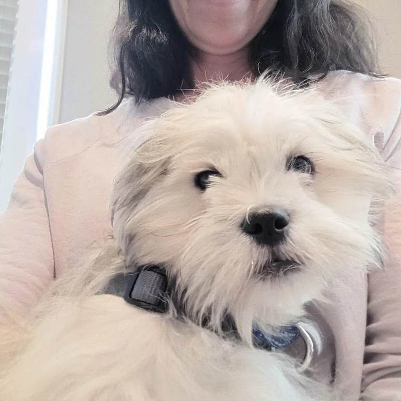 A young medium-sized male Lhasa Apso dog named Murphy for adoption in Hillsborough , NC