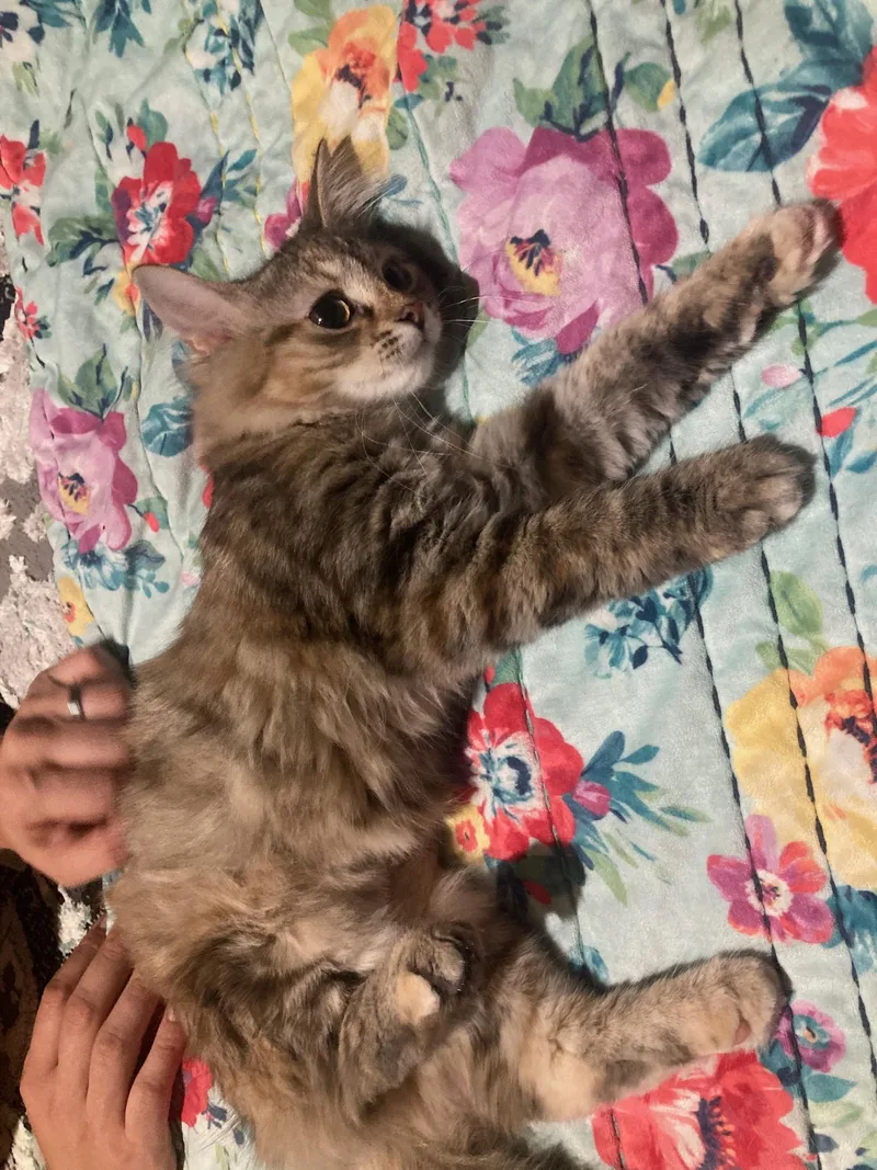 A baby medium-sized female Torbie Domestic Long Hair cat named Macadamia for adoption in Lake Orion, MI